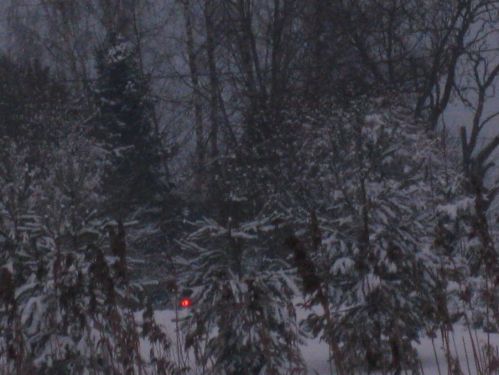 Ufo_metsas.JPG