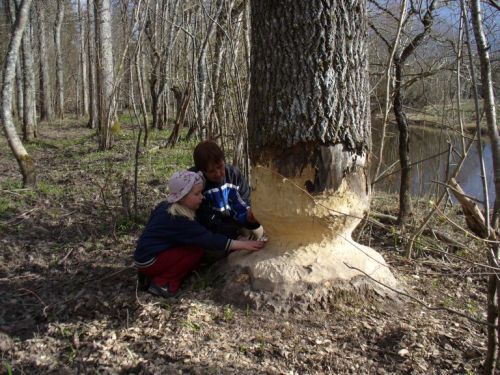 Vaata2Cjuba_kaks_aastat_n_ritud2CLemmj_e_keeles.JPG