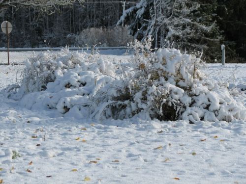 img_4343.jpg